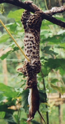 margay hanging by hind feet to reach rat